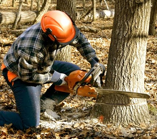 Tree Removal in De Mossville, KY